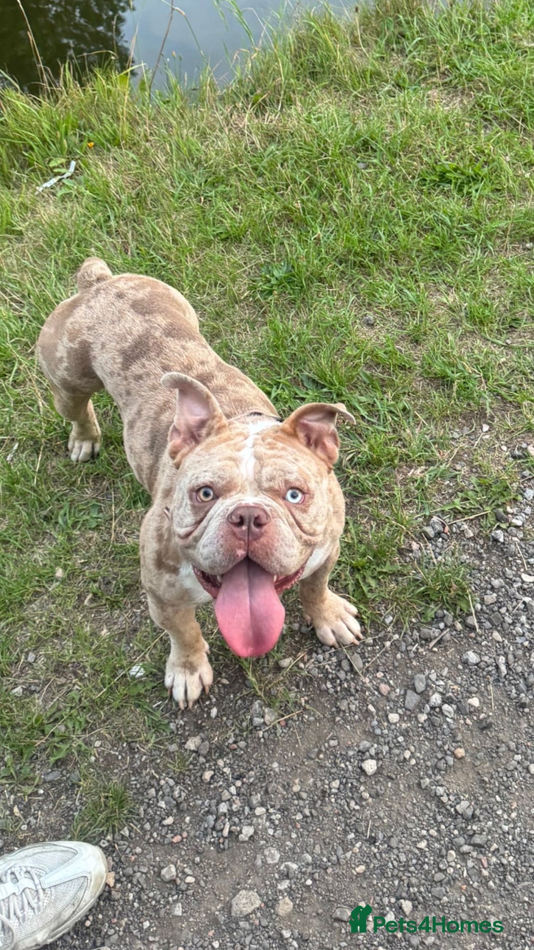American Bully dogs for sale: Pocket bully one green eye and one blue eye  - Image 2