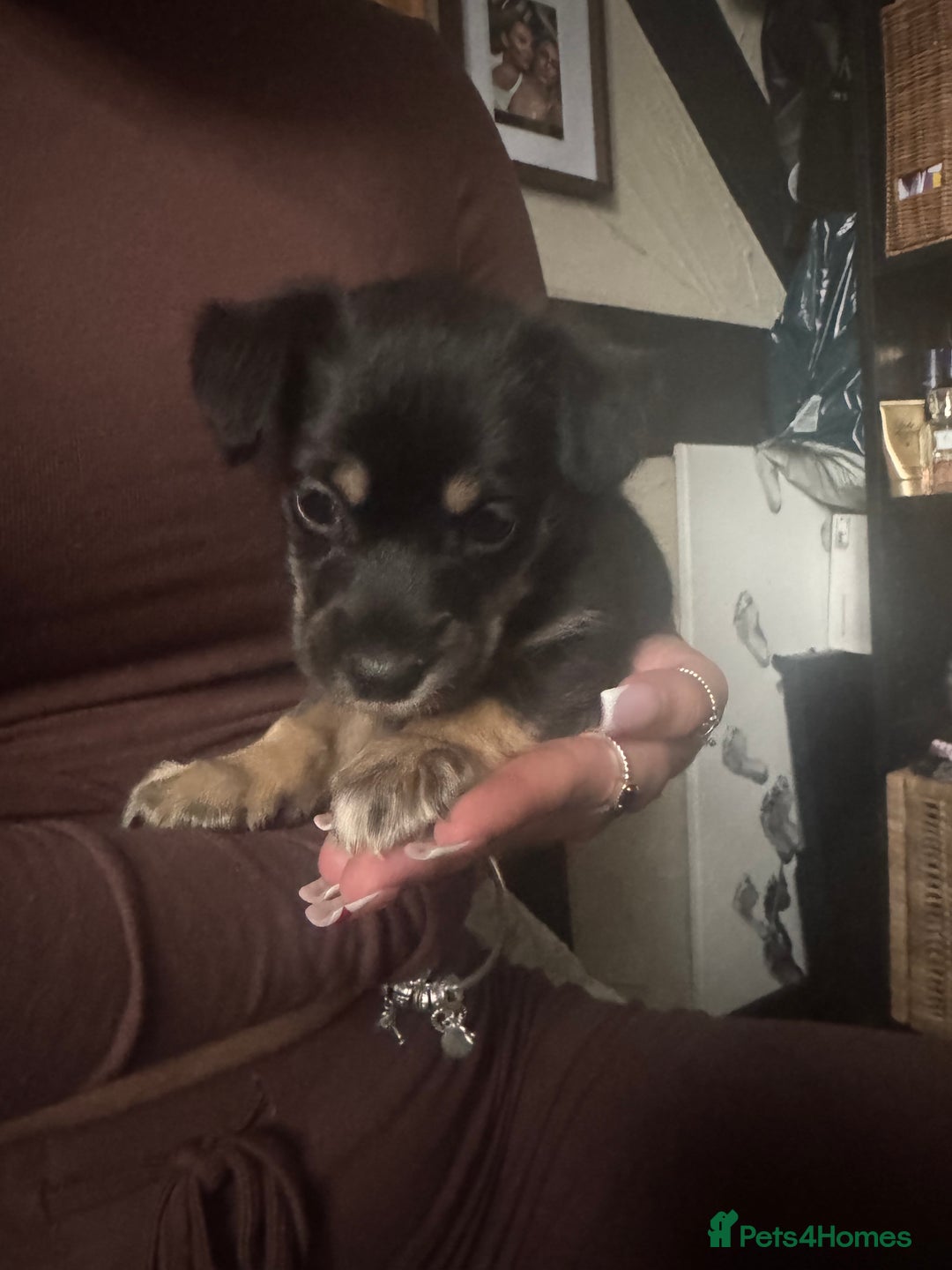 Mixed Breed dogs for sale: Husky cross cockerspaniel puppies  - Advert 6