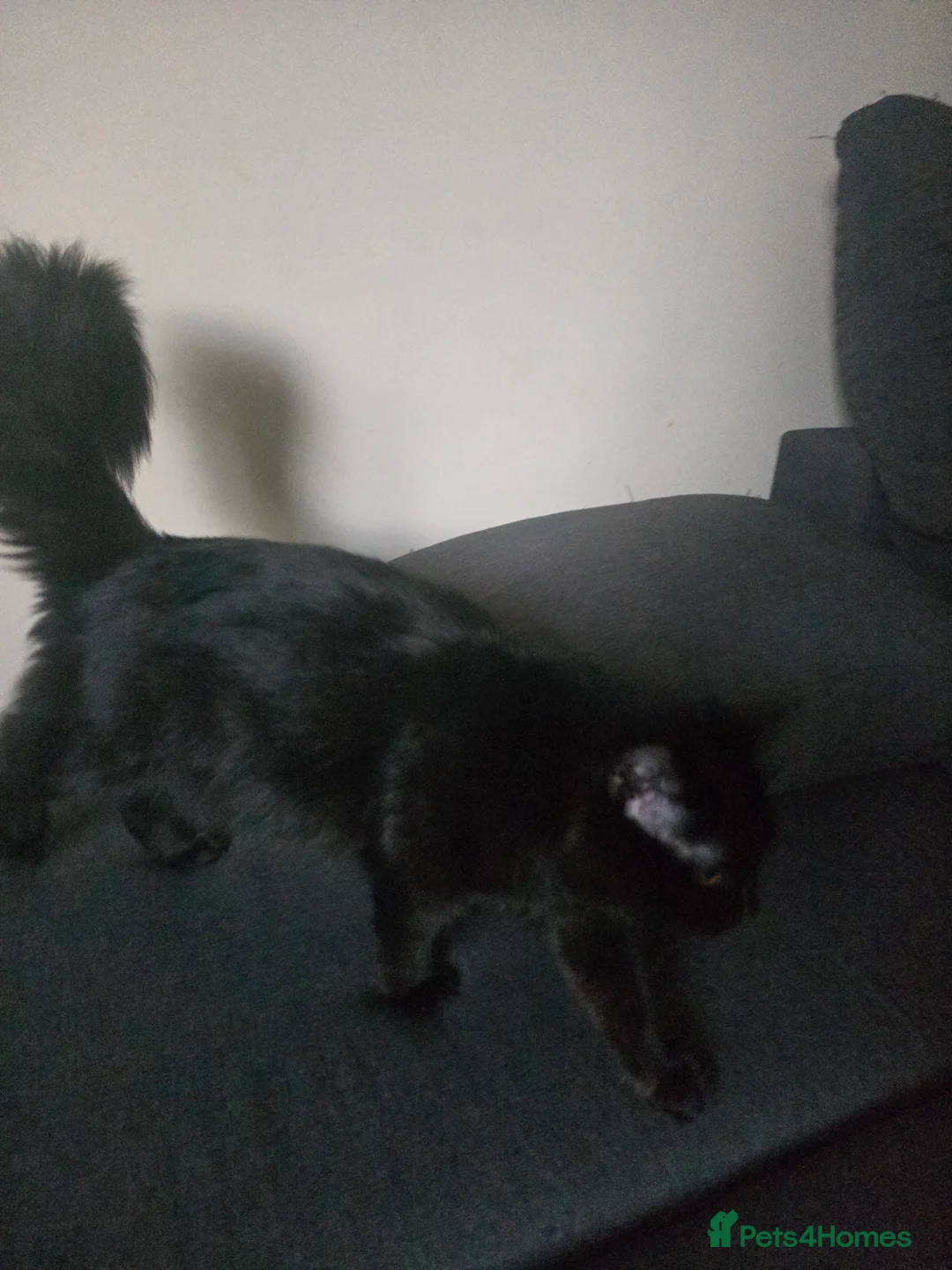 Mixed Breed cats for sale: Freya Black Female with lots of stuff  - Advert 5