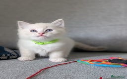 Ragdoll cats for sale: Ragdoll Kittens  - Image 5