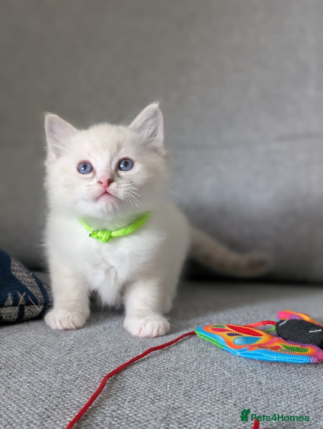 Ragdoll cats for sale: Ragdoll Kittens  - Image 5