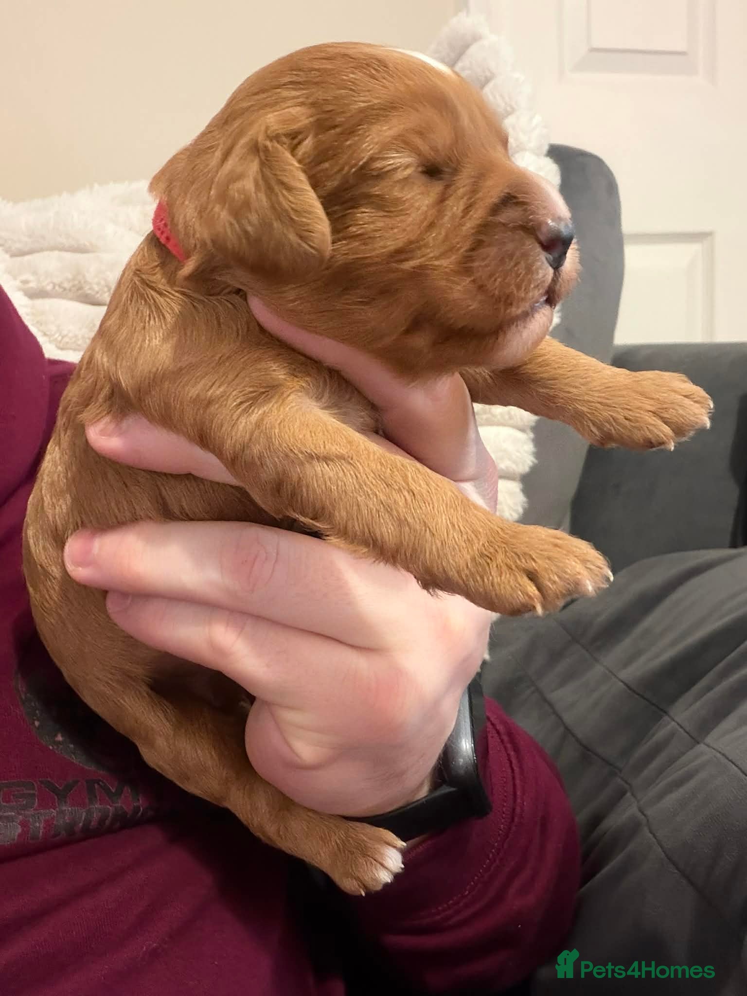 Cockapoo dogs F1 cockapoos [health tested ) - Advert 4