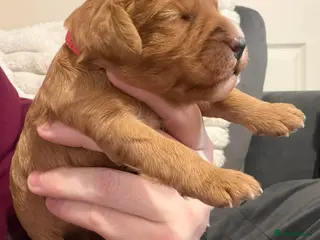 Cockapoo dogs F1 cockapoos [health tested ) - Advert 4