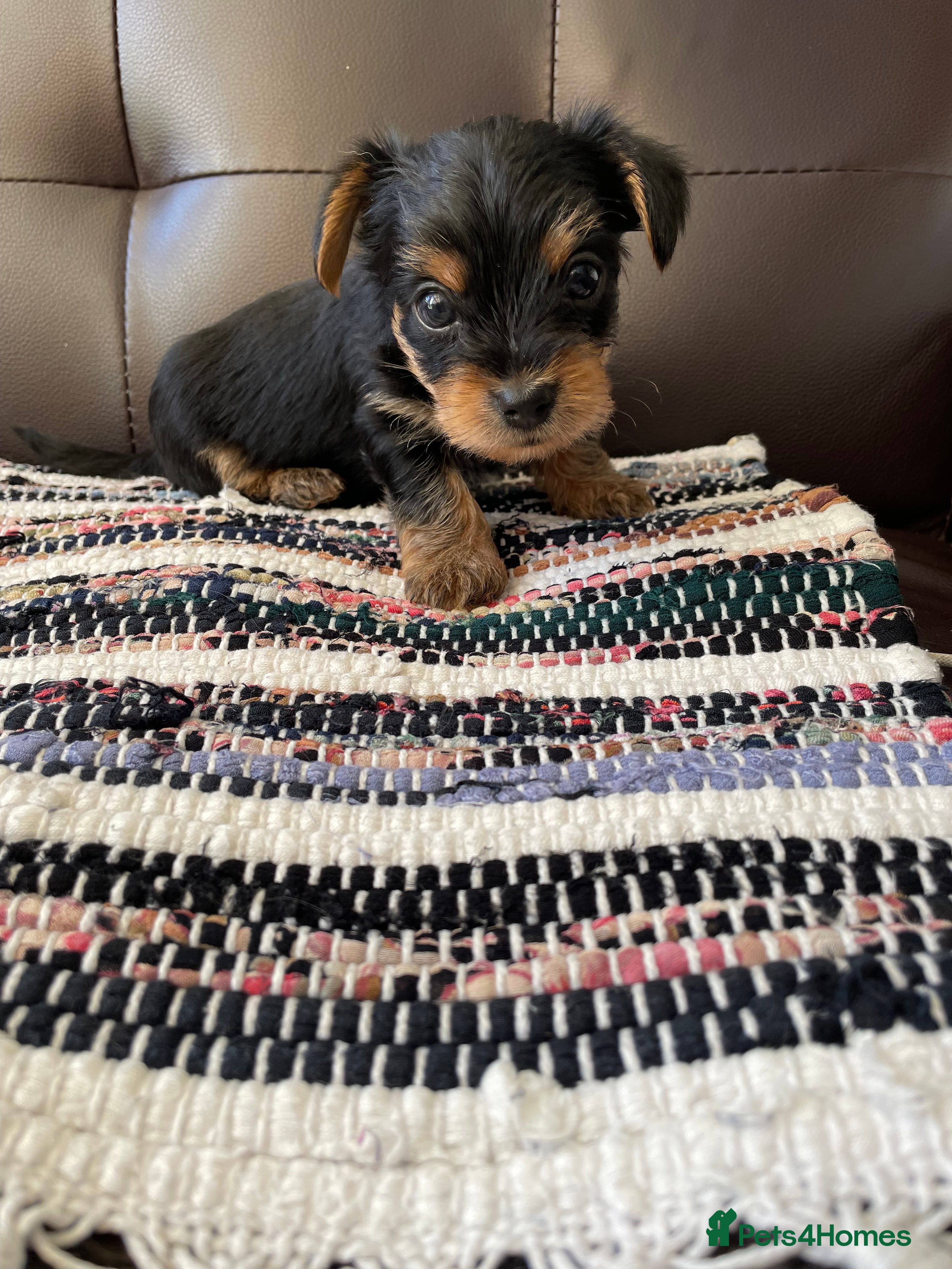 Yorkshire Terrier dogs Yorkshire Terrier puppies 🐶  - Advert 2