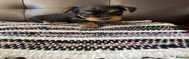 Yorkshire Terrier 4