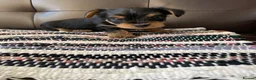 Yorkshire Terrier dogs for sale: Yorkshire Terrier puppies 🐶  - Advert 2