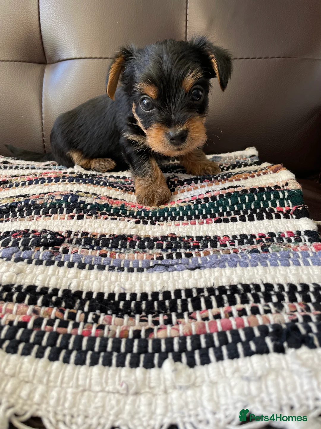 Yorkshire Terrier dogs for sale: Yorkshire Terrier puppies 🐶  - Advert 2
