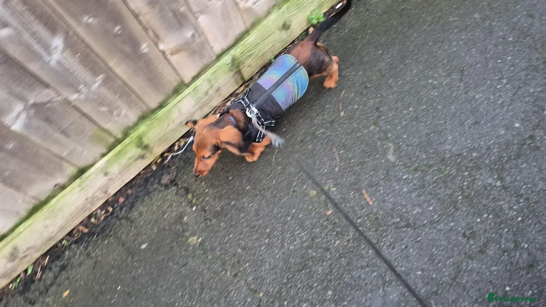 Miniature Dachshund dogs for sale: 6 month miniature long hair dachshund - Advert 7