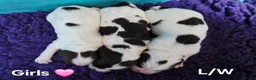 English Springer Spaniel dogs for sale: KC Homebred Health Tested Vet Social Pups 🩷 - Advert 8