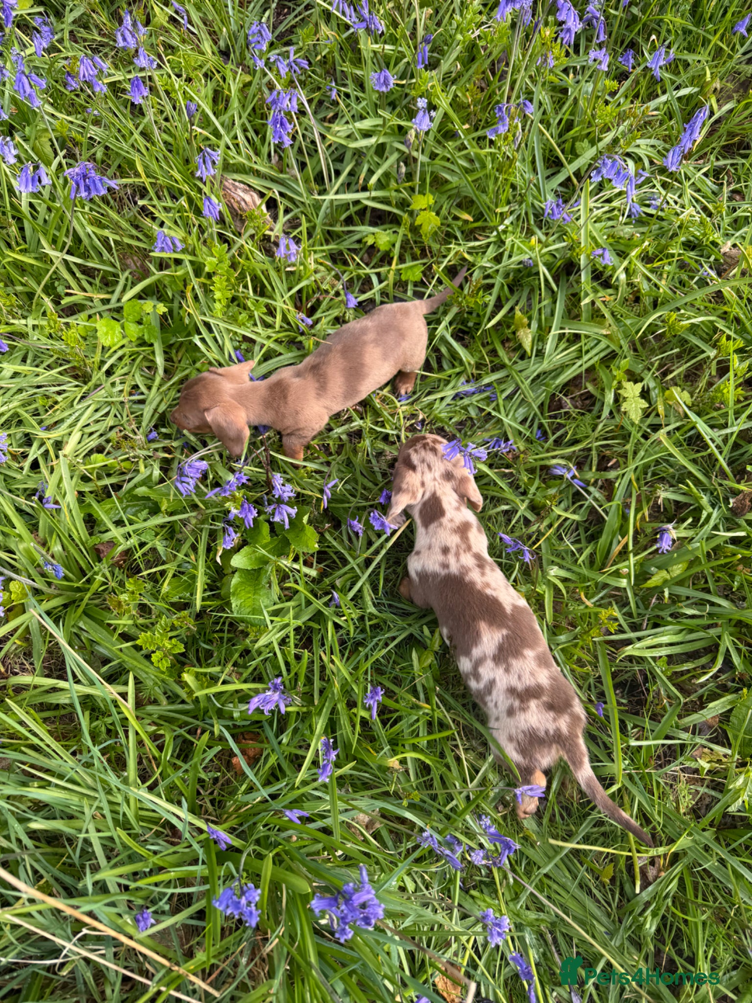 Miniature Dachshund dogs Last girl & boy left - Isabella & Tan dapple - Advert 5