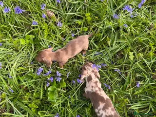 Miniature Dachshund dogs Last girl & boy left - Isabella & Tan dapple - Advert 5