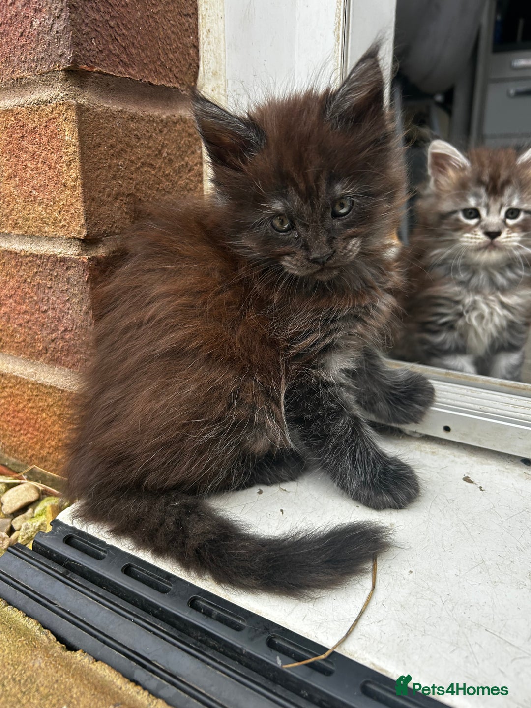 Maine Coon cats for sale: 2 xl tica active mainecoon kittens  - Image 14