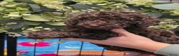 Cockapoo dogs for sale: Extensively health tested parents f1b cockapoo in Ongar - Advert 13