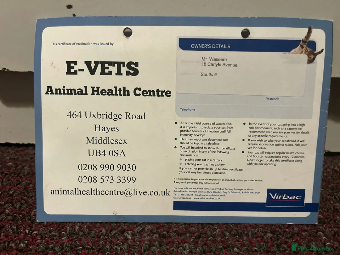 Scottish Fold cats for sale: Scottish Fold Cat Looking for a Loving New Home 🐾 in West Drayton - Advert 10