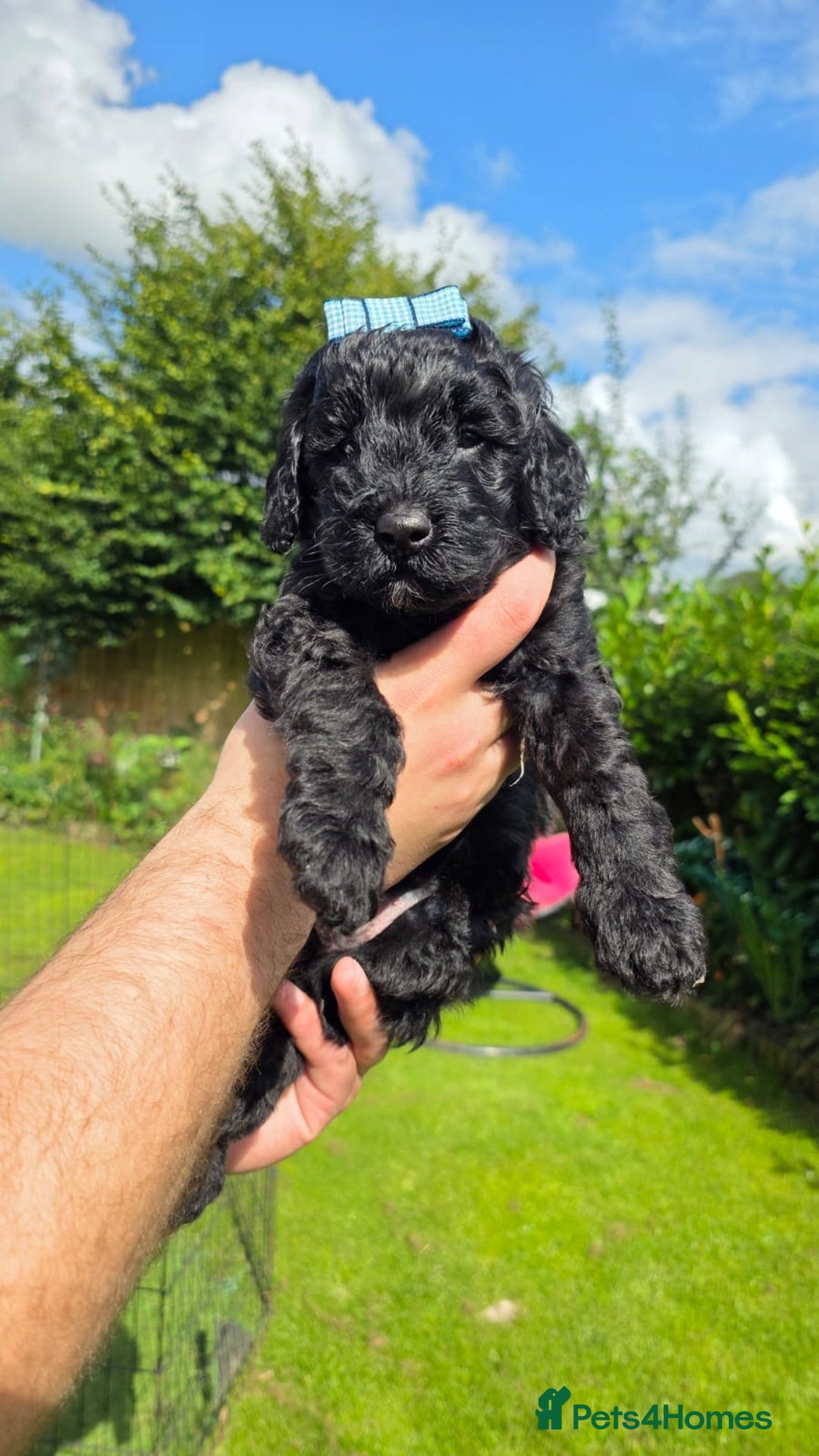 Australian Labradoodle dogs for sale: Reduced-Multigen Aussie Labradoodles curly/nonshed - Image 22