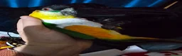 Parrots birds for sale: Gorgeous Black headed Caique  - Advert 4