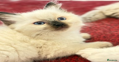 Ragdoll cats - Advert 16
