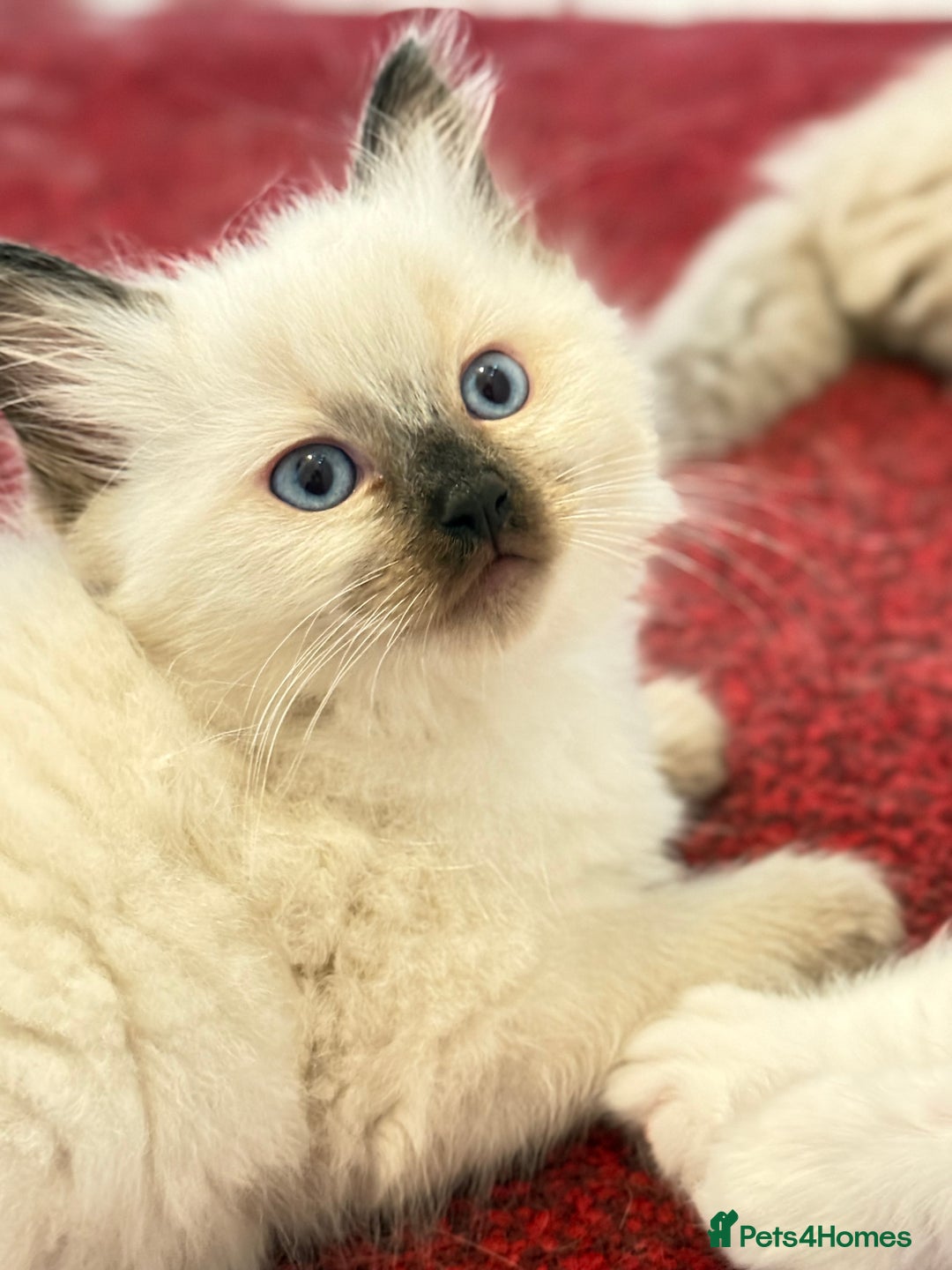 Ragdoll cats for sale: Loving Ragdoll kittens - Image 8