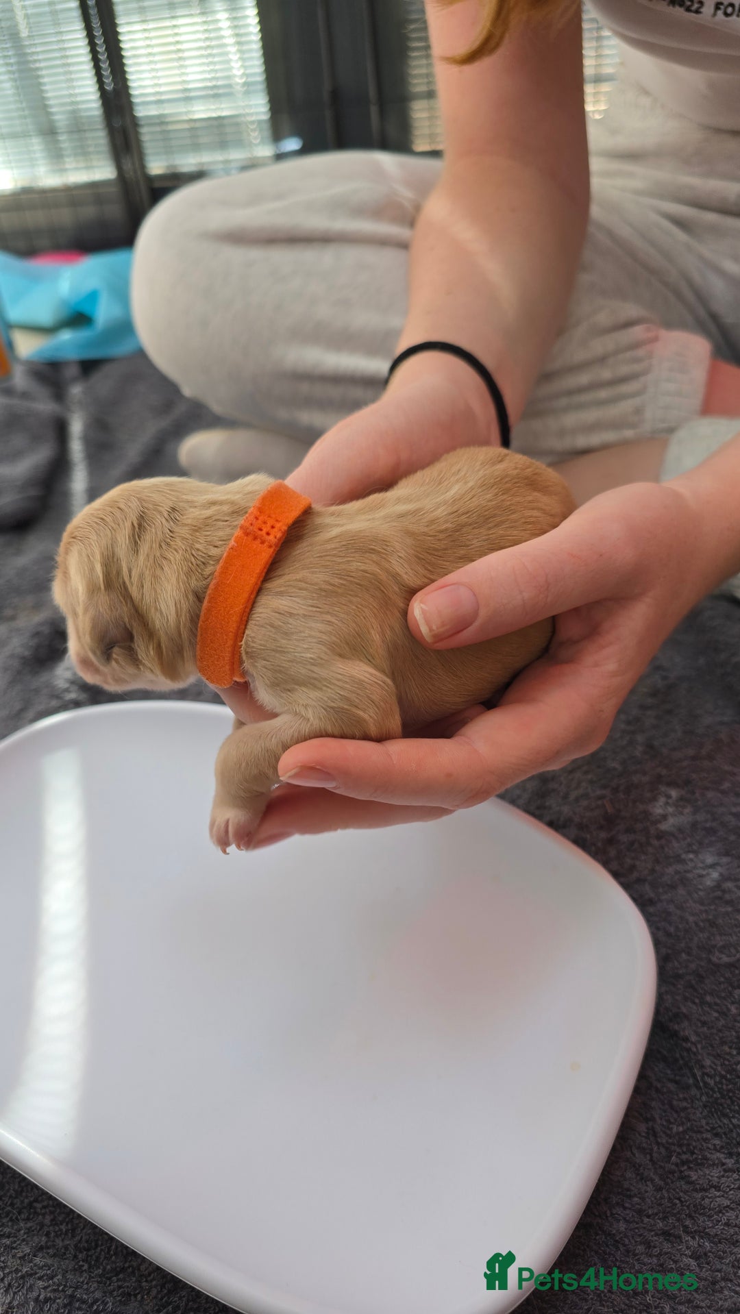 Golden Retriever dogs for sale: 9 Golden Retriever Pups - Image 14