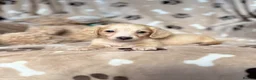 Miniature Dachshund dogs for stud: PROVEN CLEAR CREAM STUD BOY ❄️PRINCE ICE❄️ - Advert 12
