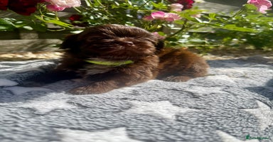 Shih Tzu dogs - Advert 14