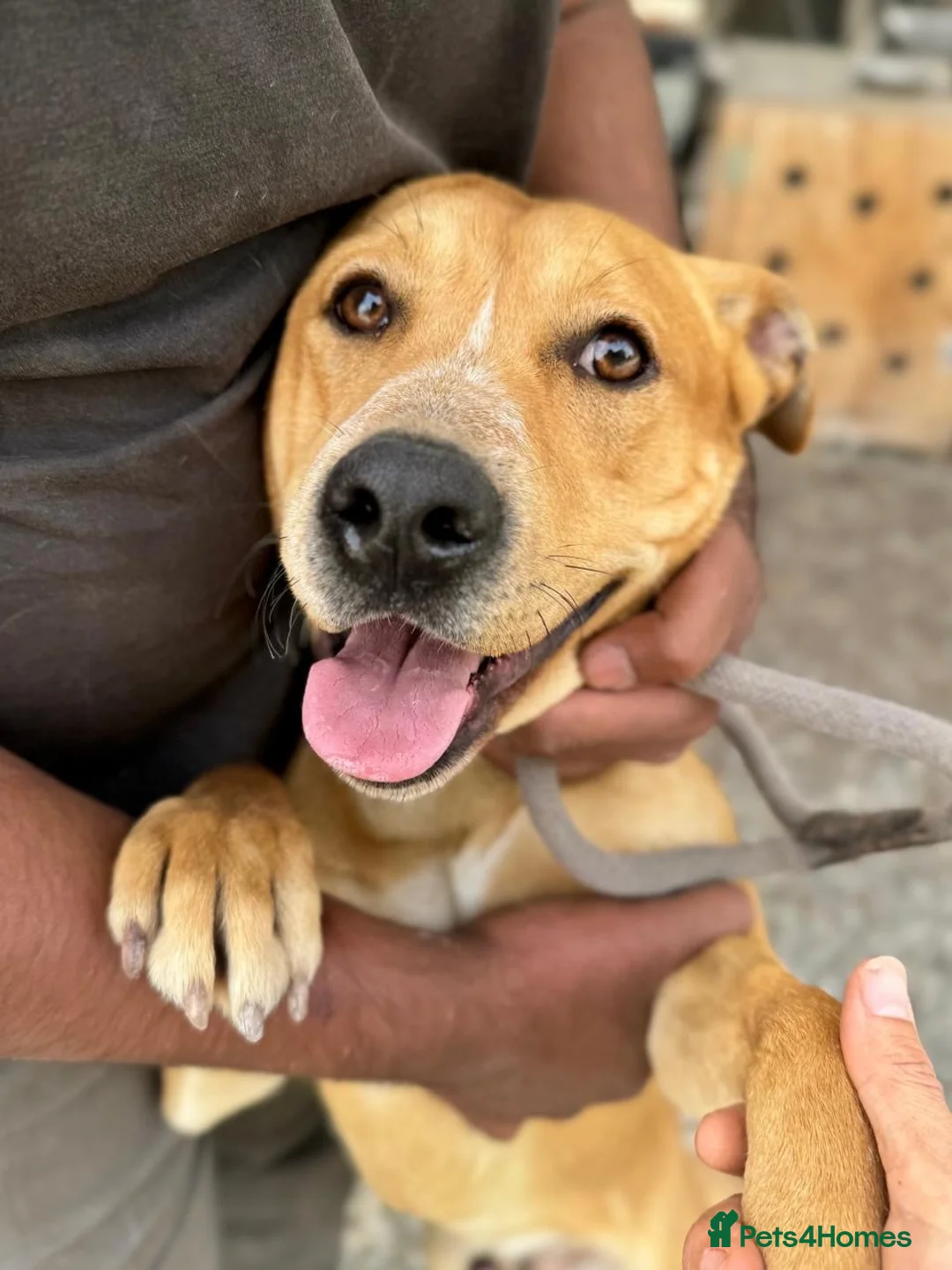 Mixed Breed dogs for adoption: Loco - happiest boy ready for his forever in Ashford - Advert 2