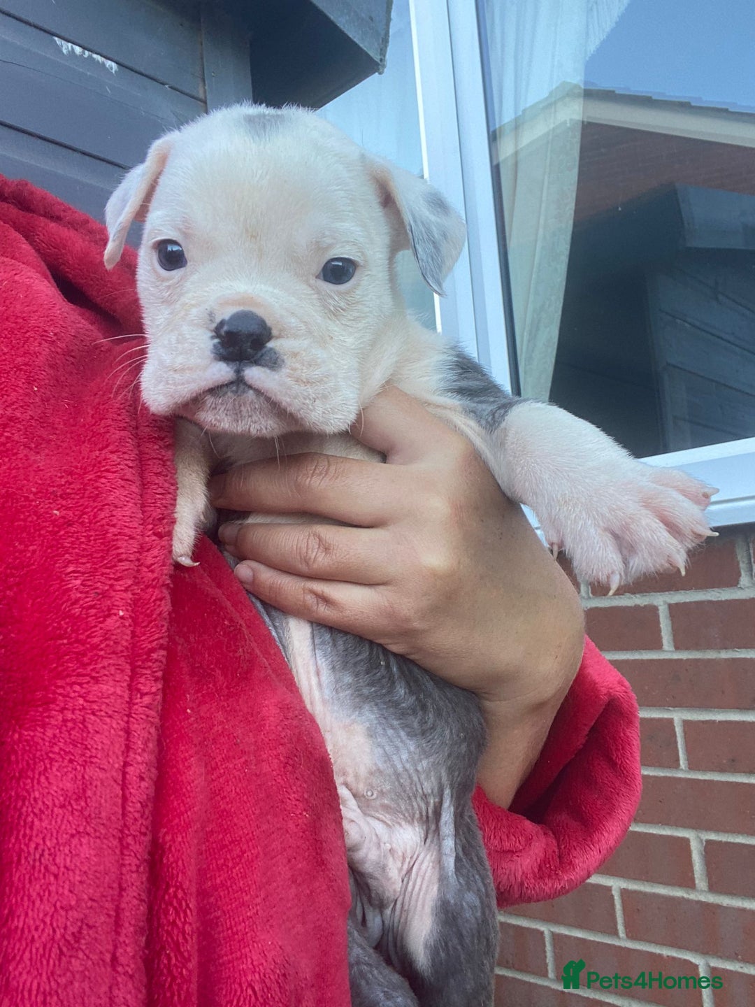 Olde English Bulldogge dogs for sale: Old English Bulldog Puppy’s  - Image 4