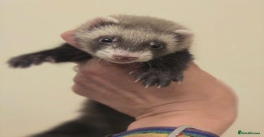 Ferret rodents - Advert 4