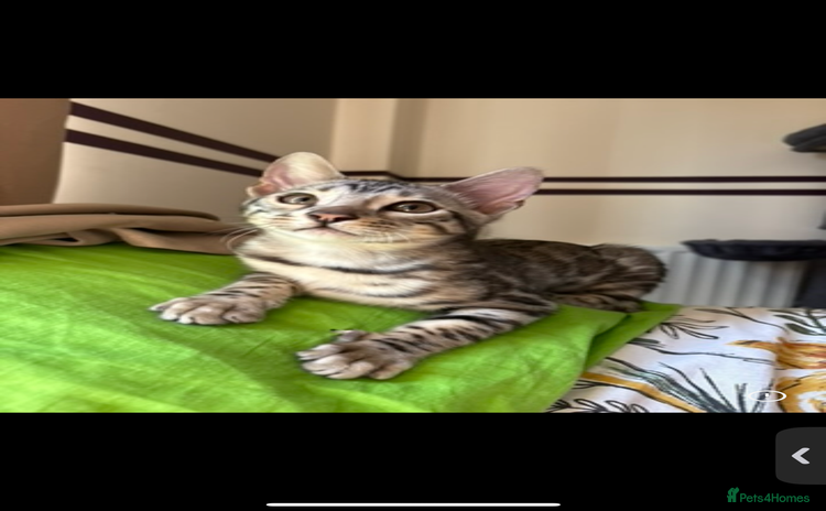 Bengal cats - Advert 13