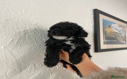 Toy Poodle dogs for sale: KC toy poodle puppies - Image 3