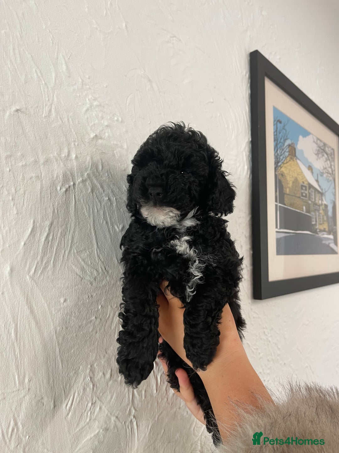 Toy Poodle dogs for sale: KC toy poodle puppies - Image 3