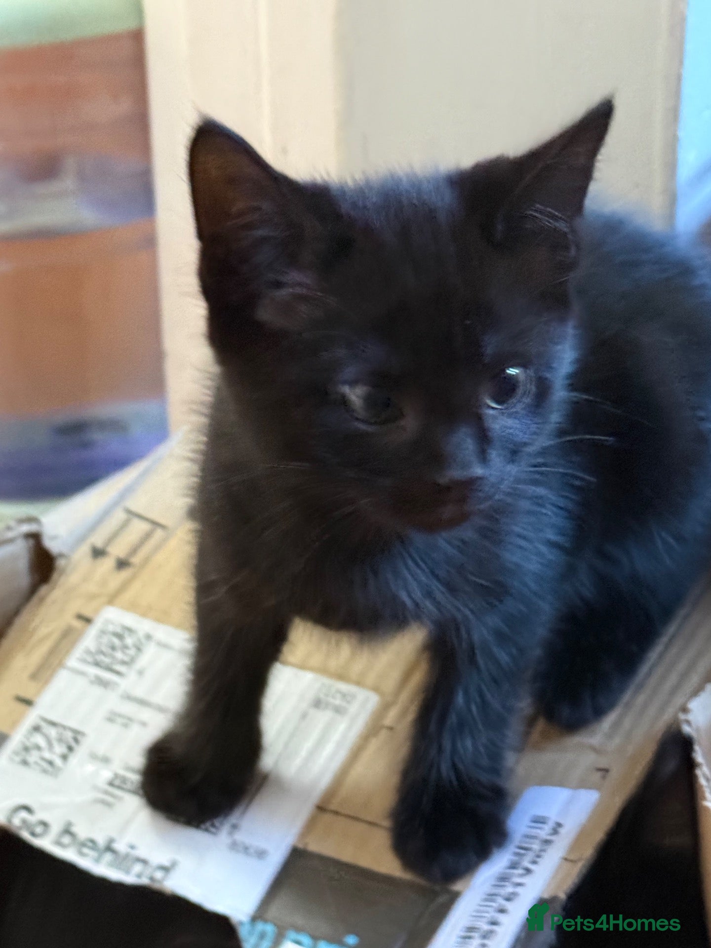 Mixed Breed cats 3 cheeky kittens (1 rehomed) - Advert 2