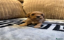Cavapoo dogs for sale: 🐶 Beautiful Red Cavapoo Puppies – Ready November  - Image 31