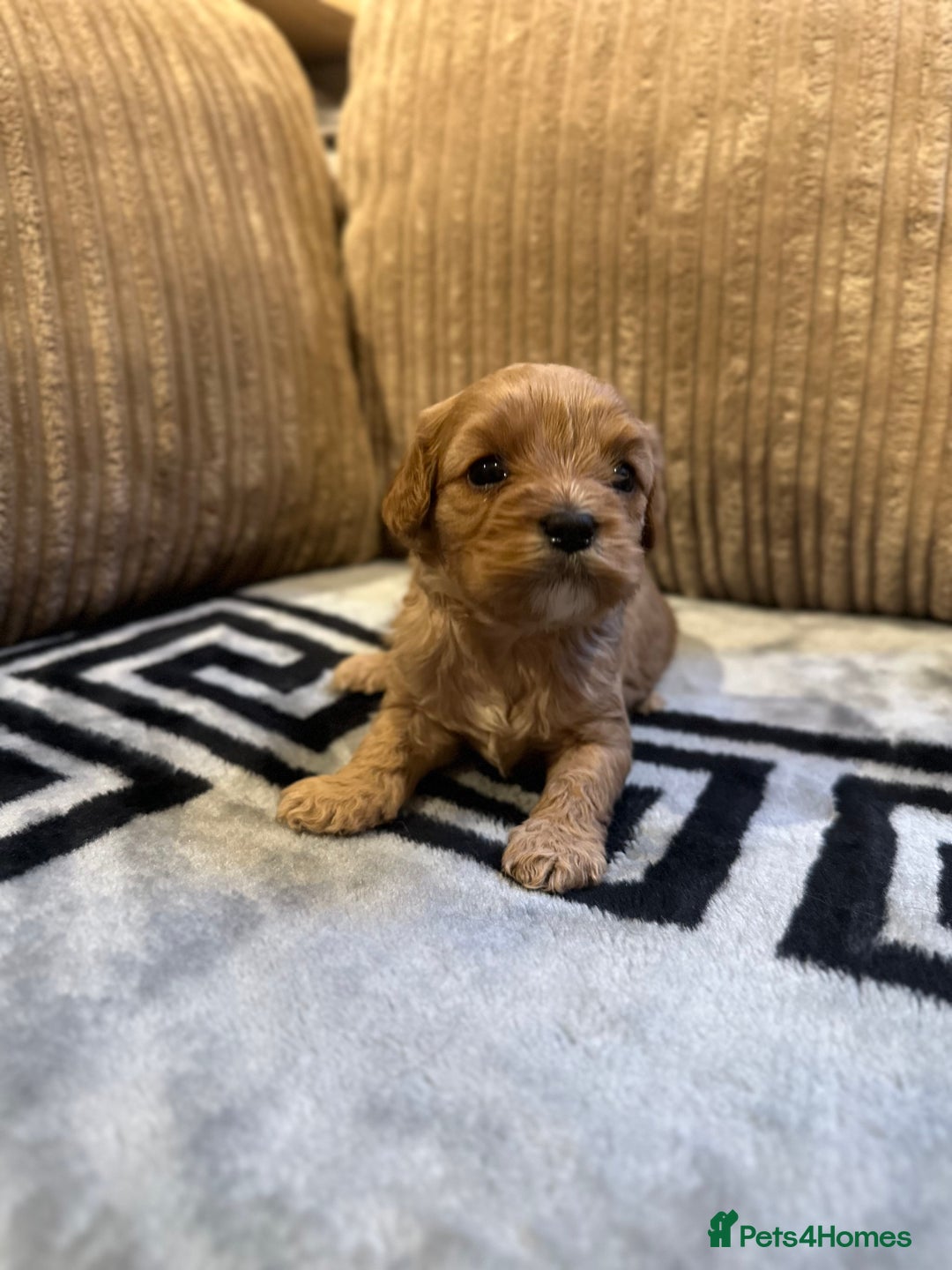 Cavapoo dogs for sale: 🐶 Beautiful Red Cavapoo Puppies – Ready November  - Image 31