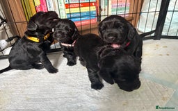 Cocker Spaniel dogs for sale: Beautiful KC Cocker Spaniel Pups - Black - Image 7