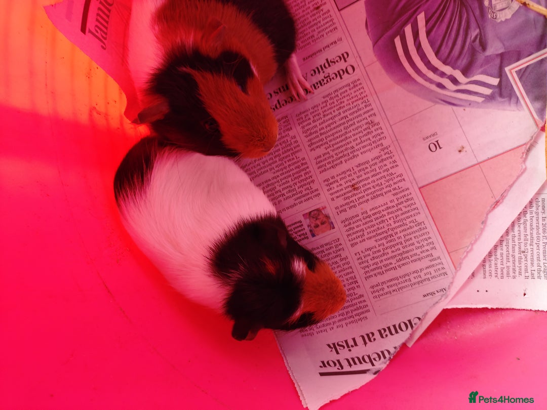 Guinea Pig rodents for sale: Baby females and two adult female  - Image 3