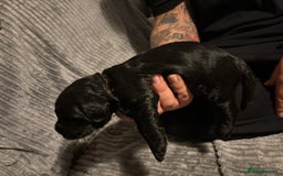 Mixed Breed dogs for sale: Beautiful miniature Labrador x cockapoo  - Image 7