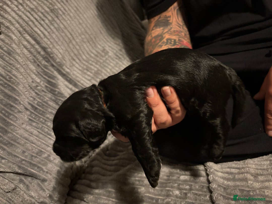 Mixed Breed dogs for sale: Beautiful miniature Labrador x cockapoo  - Image 7