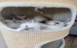 Ragdoll cats for sale: Adorable Pedigree Ragdoll Kittens Available 🐾 - Image 31