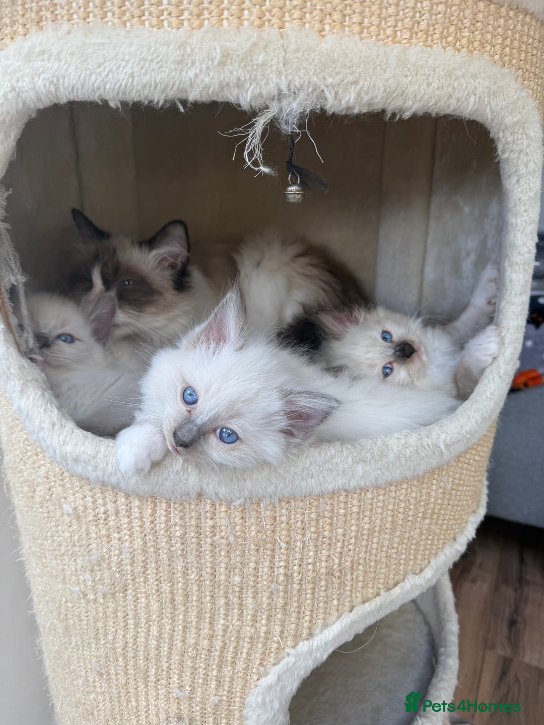 Ragdoll cats for sale: Adorable Pedigree Ragdoll Kittens Available 🐾 - Image 31