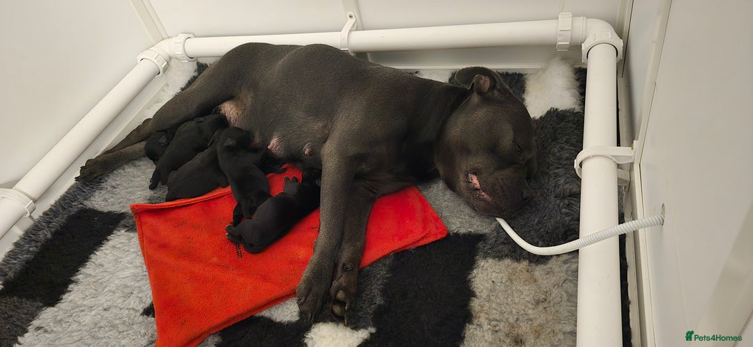 Staffordshire Bull Terrier dogs for sale: KC STAFFORDSHIRE BULL TERRIER CHAMPION BLOODLINES  - Image 10