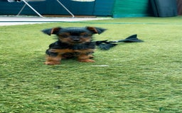 Yorkshire Terrier dogs for sale: Mini yorkshire terrier boy   - Image 8