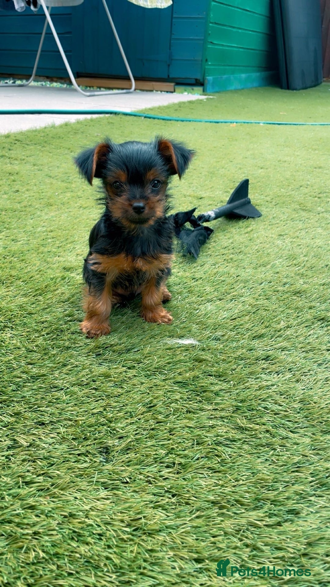 Yorkshire Terrier dogs for sale: Mini yorkshire terrier boy   - Image 8