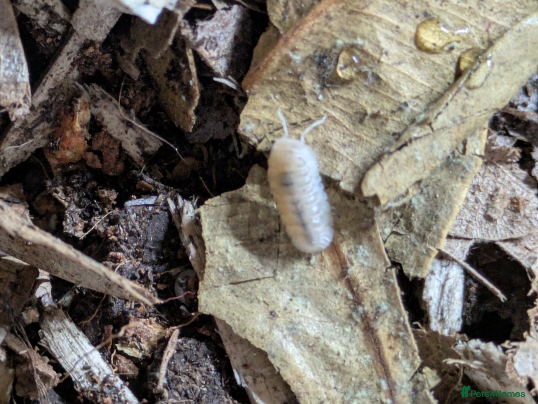 Mixed Breed invertebrates for sale: Isopods clean up crew  - Image 6