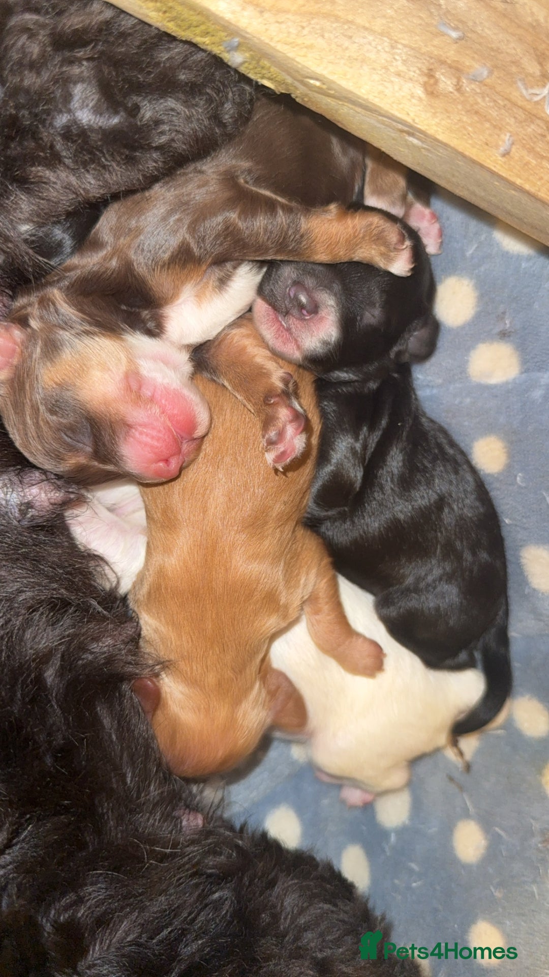 Cockapoo dogs for sale: Cockapoo pups  - Image 3