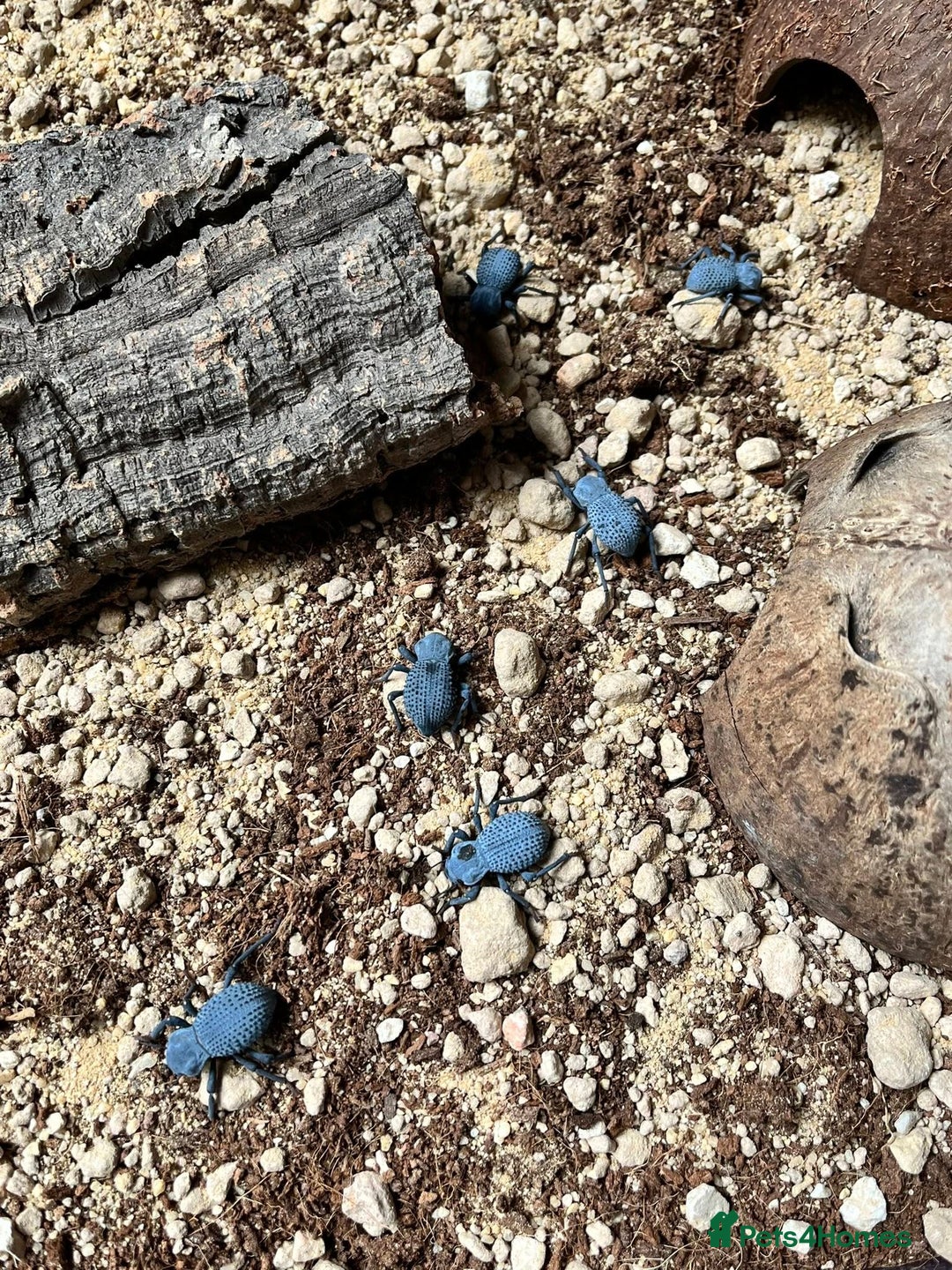 Beetles invertebrates for sale: Blue Death Feigning Beetles - Image 4