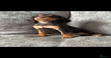 Cocker Spaniel dogs - Advert 13