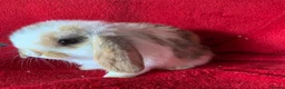 Mini Lop rabbits for sale: Adorable Pure Mini Lop Rabbit - Advert 5