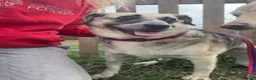 Mixed Breed dogs for adoption: Cindy - Norwich Norfolk  in Norwich - Advert 11