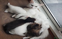 Mixed Breed cats for sale: 3 beautiful female kittens  - Image 10